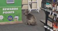A koala wandered into The Queenscliffe Family Hotel on Kangaroo Island this week.