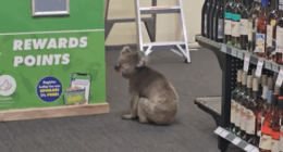 A koala wandered into The Queenscliffe Family Hotel on Kangaroo Island this week.