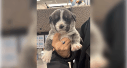 Utah man accused of throwing 6 puppies out of car on highway, killing 2 of them