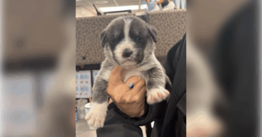 Utah man accused of throwing 6 puppies out of car on highway, killing 2 of them