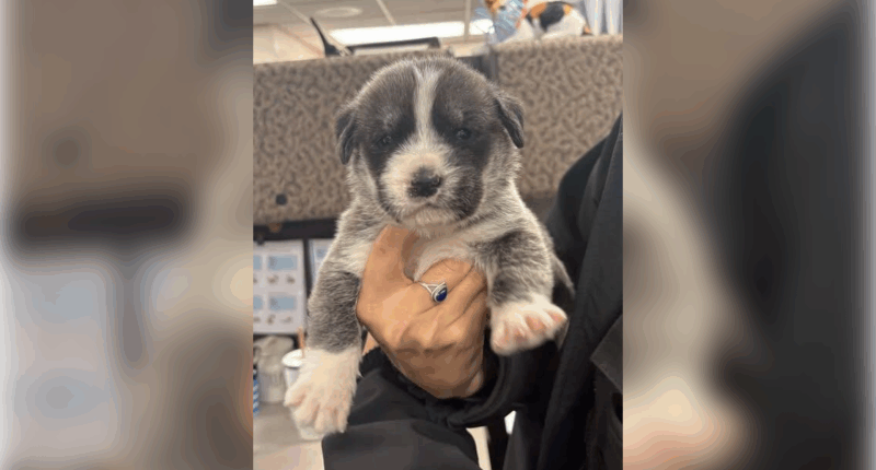 Utah man accused of throwing 6 puppies out of car on highway, killing 2 of them