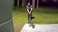 VIDEO: Alligator discovered in hallway at Orlando apartment complex
