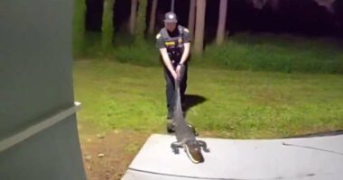 VIDEO: Alligator discovered in hallway at Orlando apartment complex