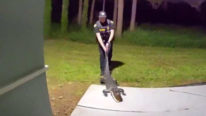Vídeo Chocante: Jacaré Surpreende Moradores em Corredor de Prédio em Orlando!