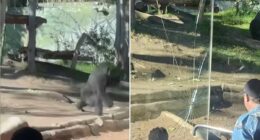 Visitors terrified as gorilla breaks through glass at California zoo