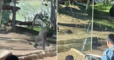 Visitors terrified as gorilla breaks through glass at California zoo
