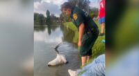 WATCH: Wood stork tangled in fishing line rescued by Polk animal control officers