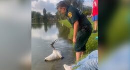 WATCH: Wood stork tangled in fishing line rescued by Polk animal control officers