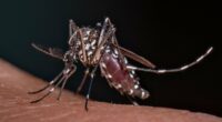 Warning that THREE tropical diseases are heading to Britain