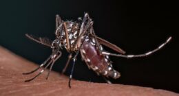 Warning that THREE tropical diseases are heading to Britain