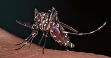Warning that THREE tropical diseases are heading to Britain
