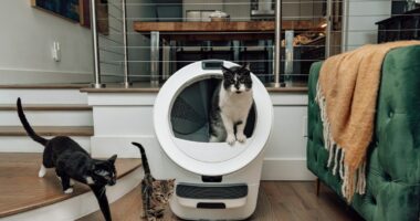 Whisker launches three new Litter-Robots, including one with cameras