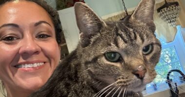 Woman whose cat traveled 100 MILES on roof of car speaks out