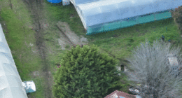 Group arrested after police allegedly discover cannabis crop worth $15 million