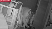 Thief breaks in, steals from Adelaide charity