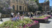 Photos of the City of Sydney's planter boxes in George Street.