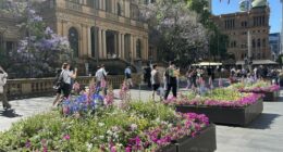 Photos of the City of Sydney's planter boxes in George Street.