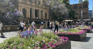 Photos of the City of Sydney's planter boxes in George Street.
