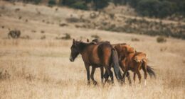 'Victory for truth': Brumbies lose protection under new law