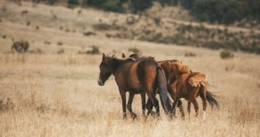 'Victory for truth': Brumbies lose protection under new law