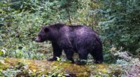 11 injured after grizzly bear attack in Canada