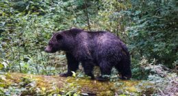 11 injured after grizzly bear attack in Canada