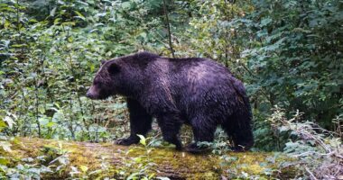 11 injured after grizzly bear attack in Canada