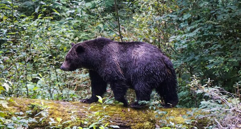 11 injured after grizzly bear attack in Canada