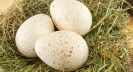 Americans are finally realizing why we don't eat turkey eggs