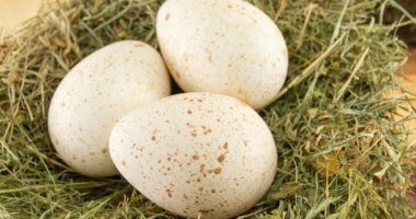 Americans are finally realizing why we don't eat turkey eggs