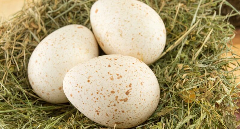 Americans are finally realizing why we don't eat turkey eggs