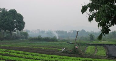 An American man and his son die after suffering stings from a swarm of wasps while ziplining in Laos