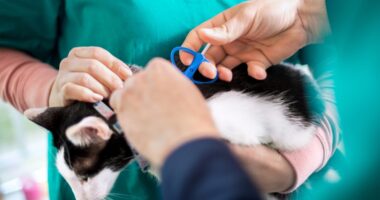 Animal shelters and EveryPet team up for Duval County pet microchip clinic Saturday