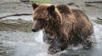 The Bella Coola area is known for its grizzly bears.
