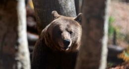 Bears in the backyard, wolves at the door: Greek villages have a growing predator problem