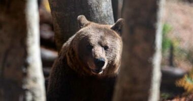 Bears in the backyard, wolves at the door: Greek villages have a growing predator problem