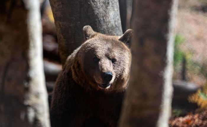 Bears in the backyard, wolves at the door: Greek villages have a growing predator problem