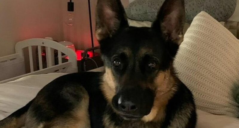 Bizarre twist as owner charged over death of Arnie the German shepherd