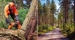 Can investing in a forest really grow your wealth and help the planet?