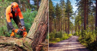 Can investing in a forest really grow your wealth and help the planet?