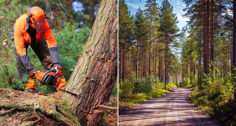 Can investing in a forest really grow your wealth and help the planet?