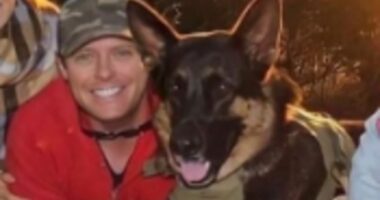 Cops investigate wild brothel claim in Arnie the German shepherd case