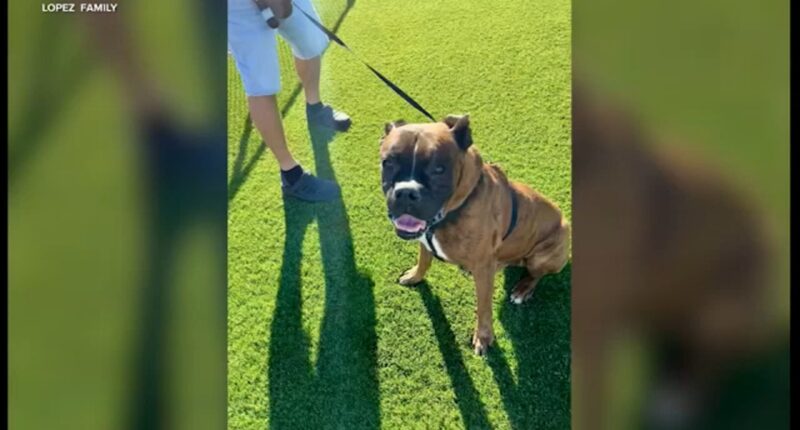 Covina, California woman's dog killed after burglars ransack home, taking jewelry, mementos and money