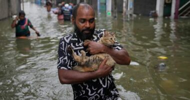 A man wades through a flooded road carrying a cat in Colombo, Sri Lanka, Saturday, Nov, 29, 2025. (AP Photo/Eranga Jayawardena)