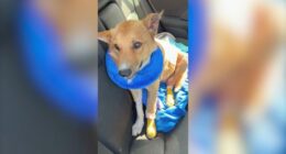 Dog recovering after being set on fire at homeless encampment in Los Angeles