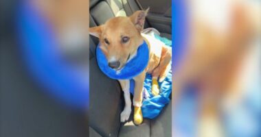 Dog recovering after being set on fire at homeless encampment in Los Angeles