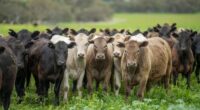 Australian beef farmers are unexpectedly benefiting from America's tariffs.