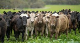Australian beef farmers are unexpectedly benefiting from America's tariffs.