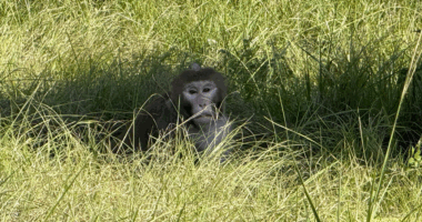 Escaped monkey captured by authorities days after truck crash flips vehicle in Mississippi