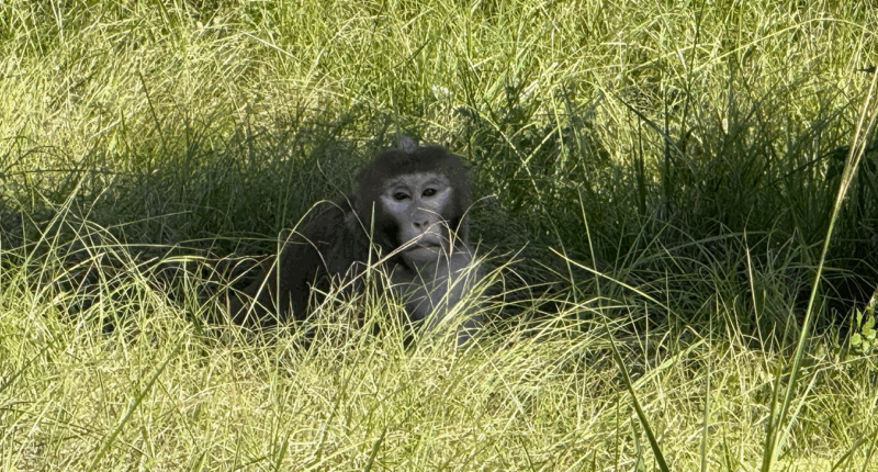 Escaped monkey captured by authorities days after truck crash flips vehicle in Mississippi